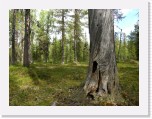 Dead standing tree_Kelo6394 * 3264 x 2448 * (11.03MB)